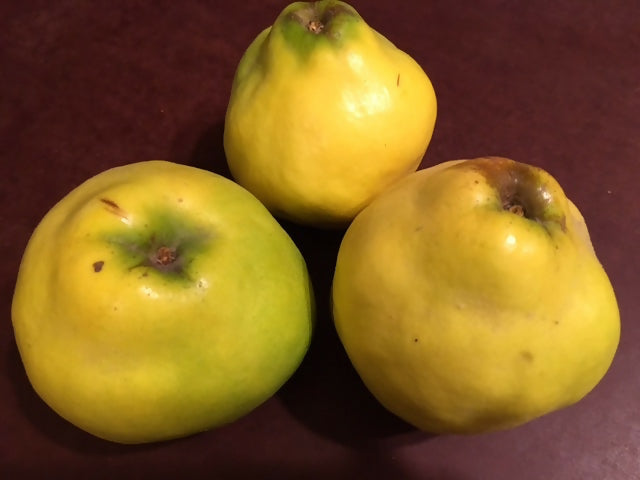 Fresh Quince -- 5 lb. bag