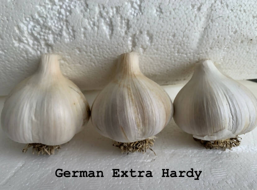 German Extra Hardy Garlic, 1/2 pound.