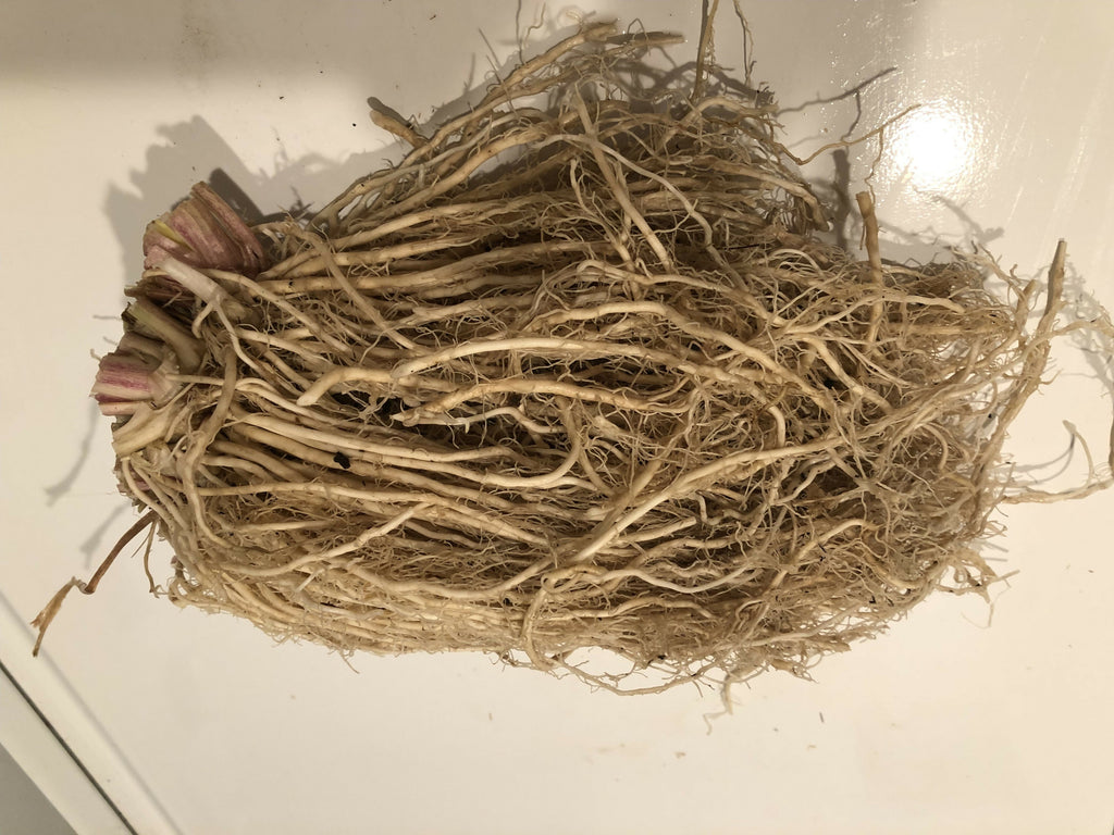 valerian root fresh