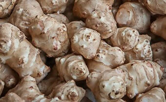 Sunchokes ~ Jerusalem artichoke, 5 lbs or 20lbs . ($4/lb or $3/lb)
