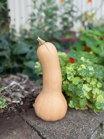 Butternut Squash