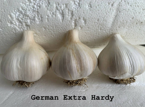 German Extra Hardy Garlic, 1/2 pound.