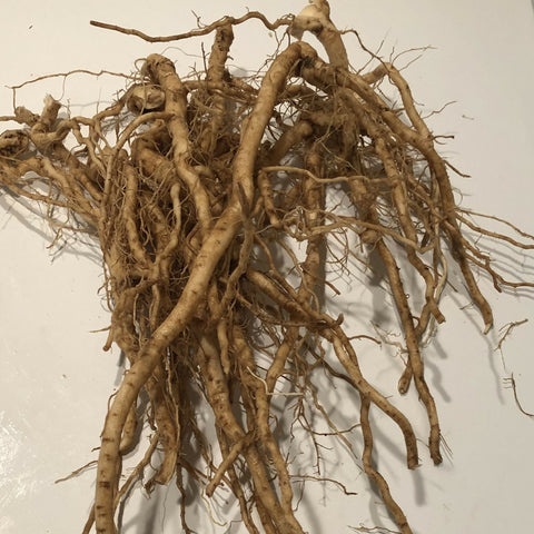 ashwagandha root fresh
