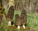 morel 3