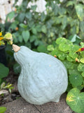 Blue Hubbard Squash