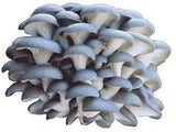 Dried Oyster Mushrooms - Certified Organic
