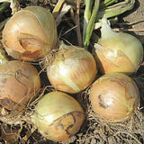 Yellow Gold Deal! 20lb Mix of Yellow Onion & Gold Potatoes $2.00/lb
