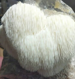 1 lb. Fresh Lion's Mane Mushrooms - certified organic