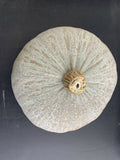 Harvest Moon Squash