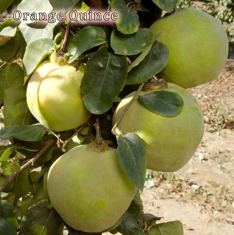 Quince "Orange" 10lbs or 25lbs ($2.00/lb or $1.72lb)