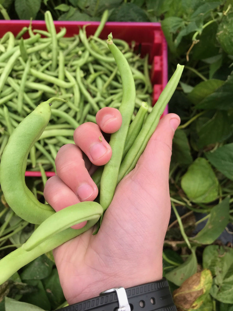 Mom's Dilly Beans 16oz ~ GF, DF, V, Soy & Corn free