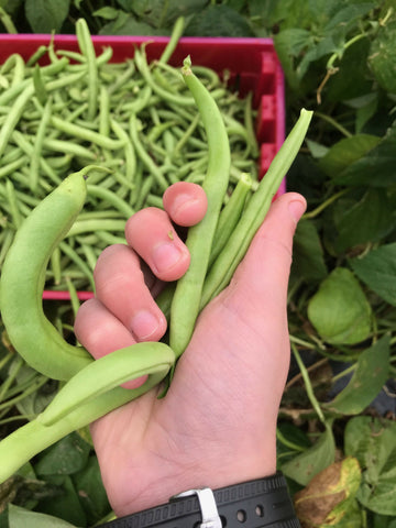 Mom's Dilly Beans 16oz ~ GF, DF, V, Soy & Corn free