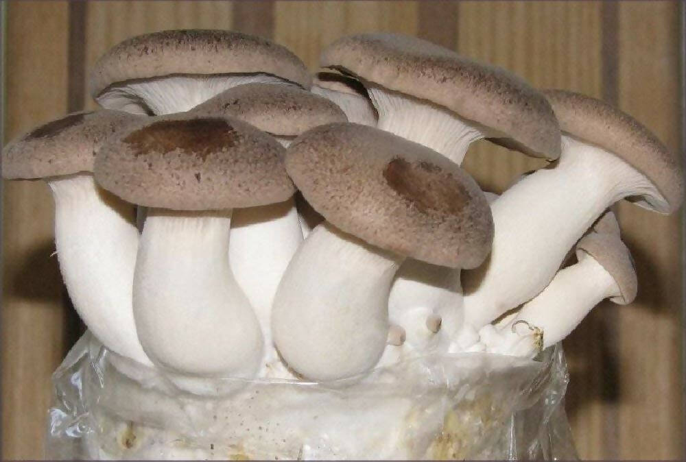Grow-at-home Mushroom Kit - King Oyster