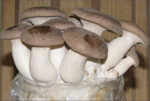 Grow-at-home Mushroom Kit - King Oyster