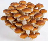 Dried Chestnut Mushrooms - Certified Organic