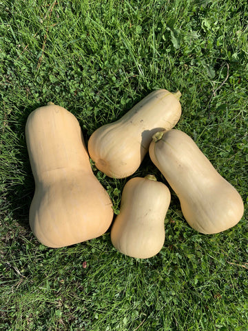 Butternut Squash, 7lbs