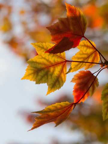 Totum Fall Harvest Box