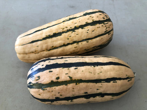 Delicata 'Candystick Dessert' organic