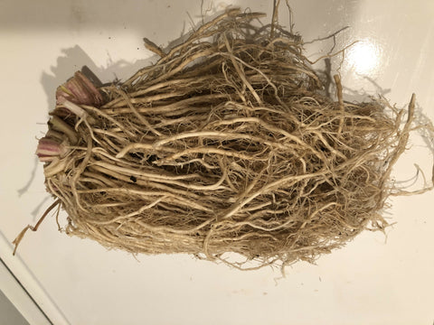 valerian root fresh