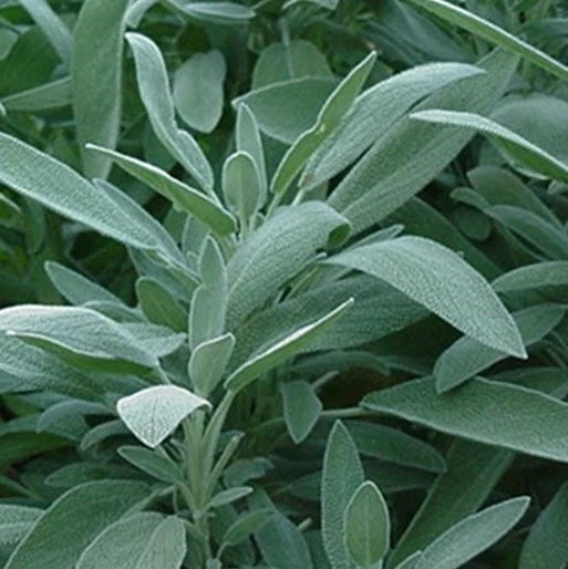 Fresh Sage Bunch
