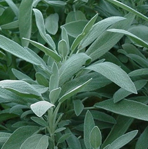 Fresh Sage Bunch