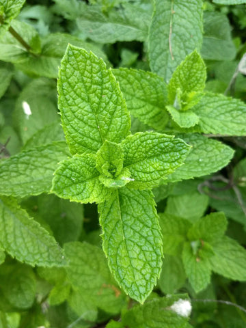 Fresh Spearmint Bunch Large