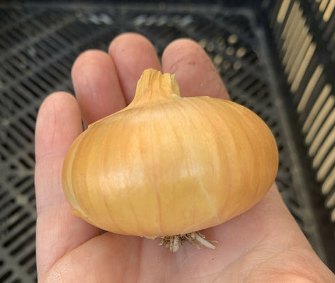 Yellow Storage Onions, 3lbs