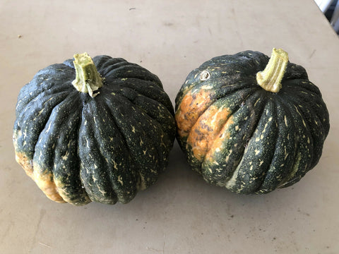 Tetsukabuto longest storing squash organic