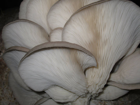 1 lb. Fresh Oyster Mushrooms (cultivated, certified organic)