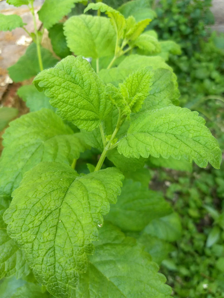 Lemon Balm Mint Dried