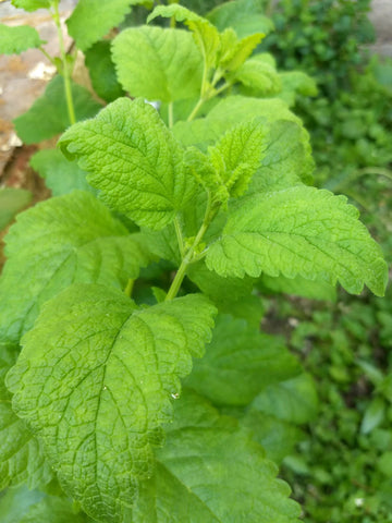 Lemon Balm Mint Dried