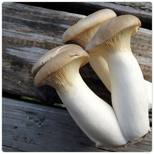 Dried King Oyster Mushrooms - certified organic