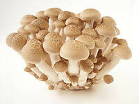 1 lb. Fresh Beech (shimeji) Mushrooms - Certified Organic