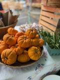 Mini Pumpkins