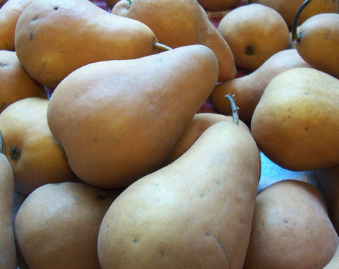 Bosc Pear 10lbs or 25lbs ($3/lb or $2.40lb)