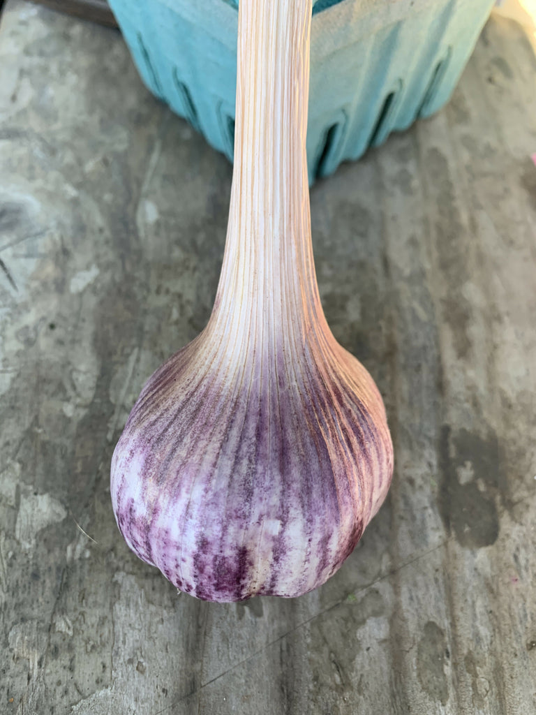 Blanak Garlic, 1 pound