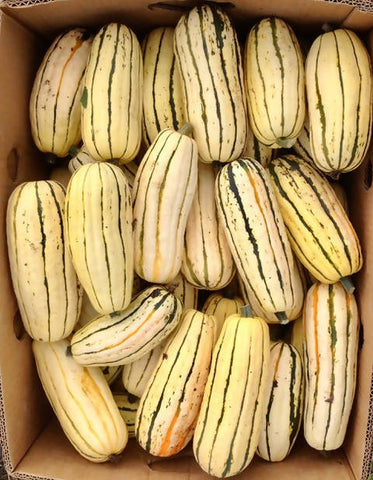 Delicata (Zeppelin), Winter Squash, Certified Organic