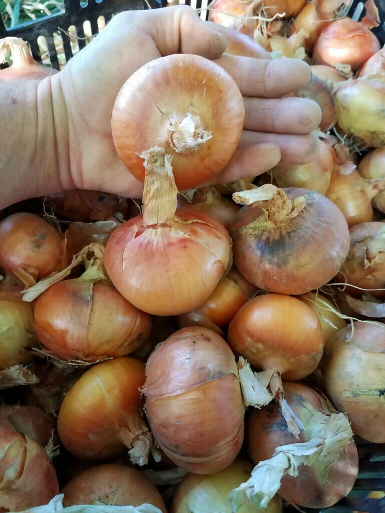 Stuttgarter Dutch onions ~ Storage 10 lbs.