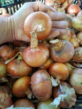 Stuttgarter Dutch onions ~ Storage 10 lbs.