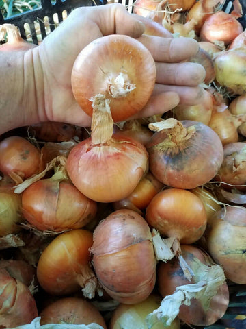 Stuttgarter Dutch onions ~ Storage 10 lbs.
