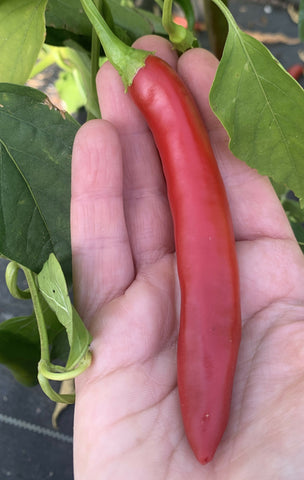 Serrano Peppers, 10 peppers