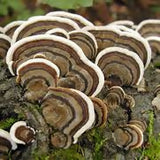 Dried Turkey Tail Mushrooms