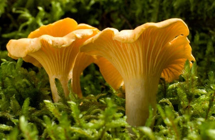 1 LB Fresh Chanterelles - certified organic