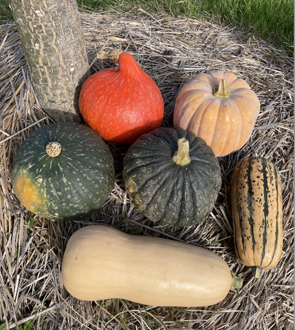 Winter squash medley organic