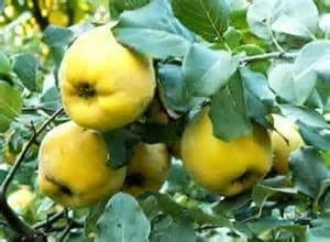 Quince Mix variety seconds for processing