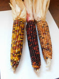 Decorative Hard Corn -- Fall table, mantel, door or altar piece!