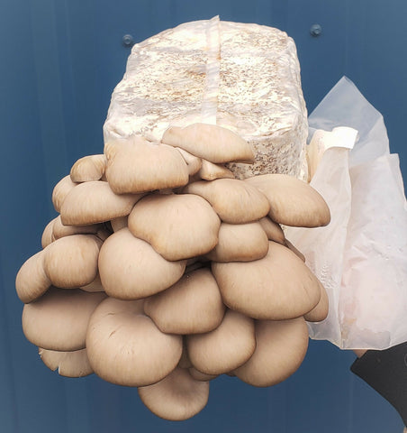 Grow-at-home Mushroom Kit - Oyster