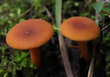 candy caps 1