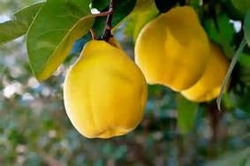 Quince "Smyrna" 10lbs ($2.30/lb)