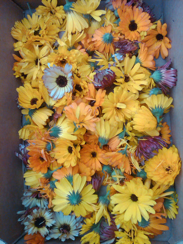dryingcalendula